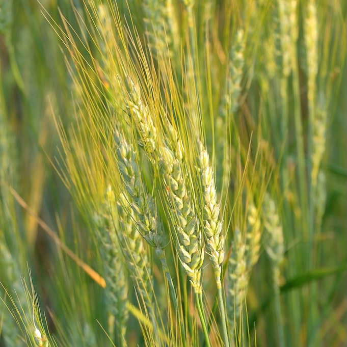 Agriculture & agroalimentaire